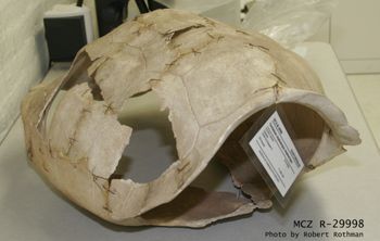 Media type: image; Herpetology R-29998